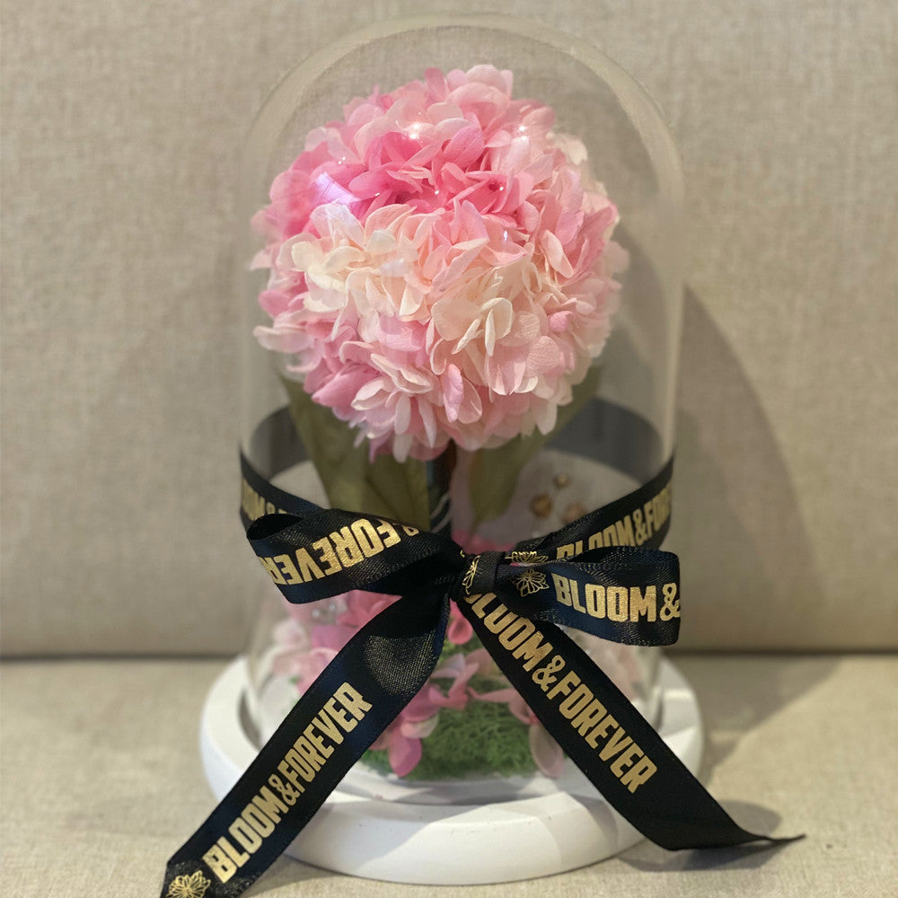 Blush Hydrangea Everlasting Dome