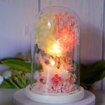 Lifestyle shot of Bloom and Forever Blush Hydrangea Everlasting Dome with warm fairy lights glowing inside the clear glass dome, illuminating a blush pink and white preserved hydrangea ball with dried florals and baby's breath at the base, displayed on a white wooden base against a soft botanical background