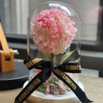 Bloom and Forever Blush Hydrangea Everlasting Dome front view, featuring a full pink and cream preserved hydrangea ball displayed under a clear glass dome on a white wooden base, tied with a black Bloom and Forever branded satin ribbon bow, with scattered pink hydrangea petals and green moss at the base