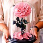 A preserved pink rose with dark green leaves displayed under a clear glass dome on a black base, held by a person wearing a light beige top.