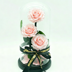 Three preserved light pink roses with green leaves arranged inside a clear glass dome on a black base, wrapped with a black ribbon printed with gold text.