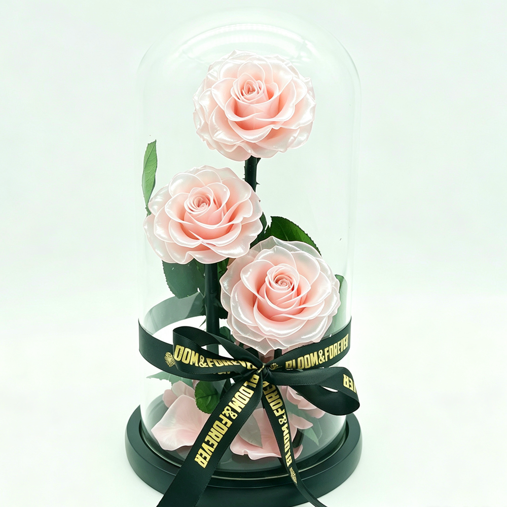 Three preserved light pink roses with green leaves arranged inside a clear glass dome on a black base, wrapped with a black ribbon printed with gold text.
