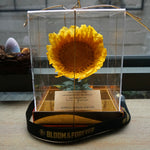 Giant eternal sunflower in acrylic box gift, front view