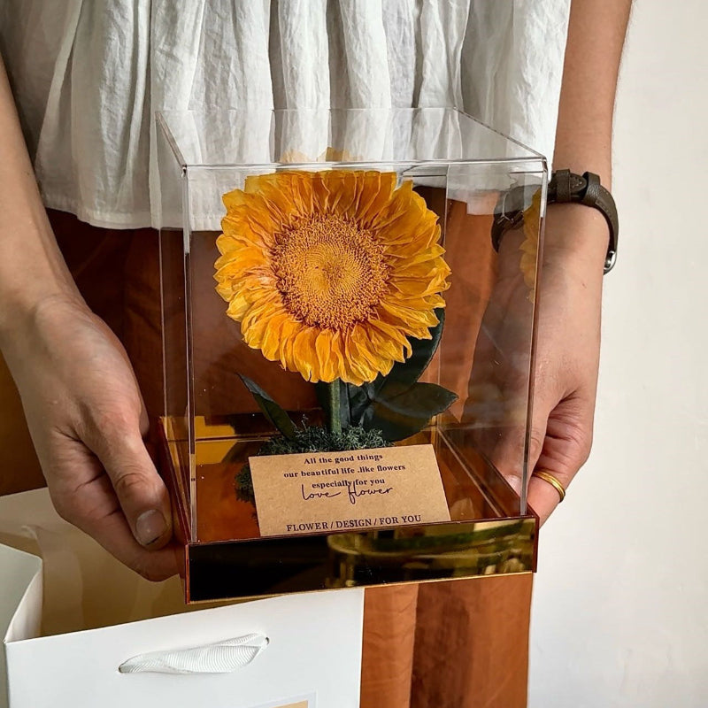 Giant eternal sunflower in acrylic box gift held in hand