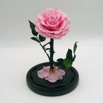Small everlasting rose dome in pink, angled or detail view