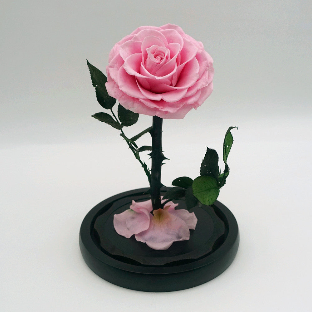 Small everlasting rose dome in pink, angled or detail view