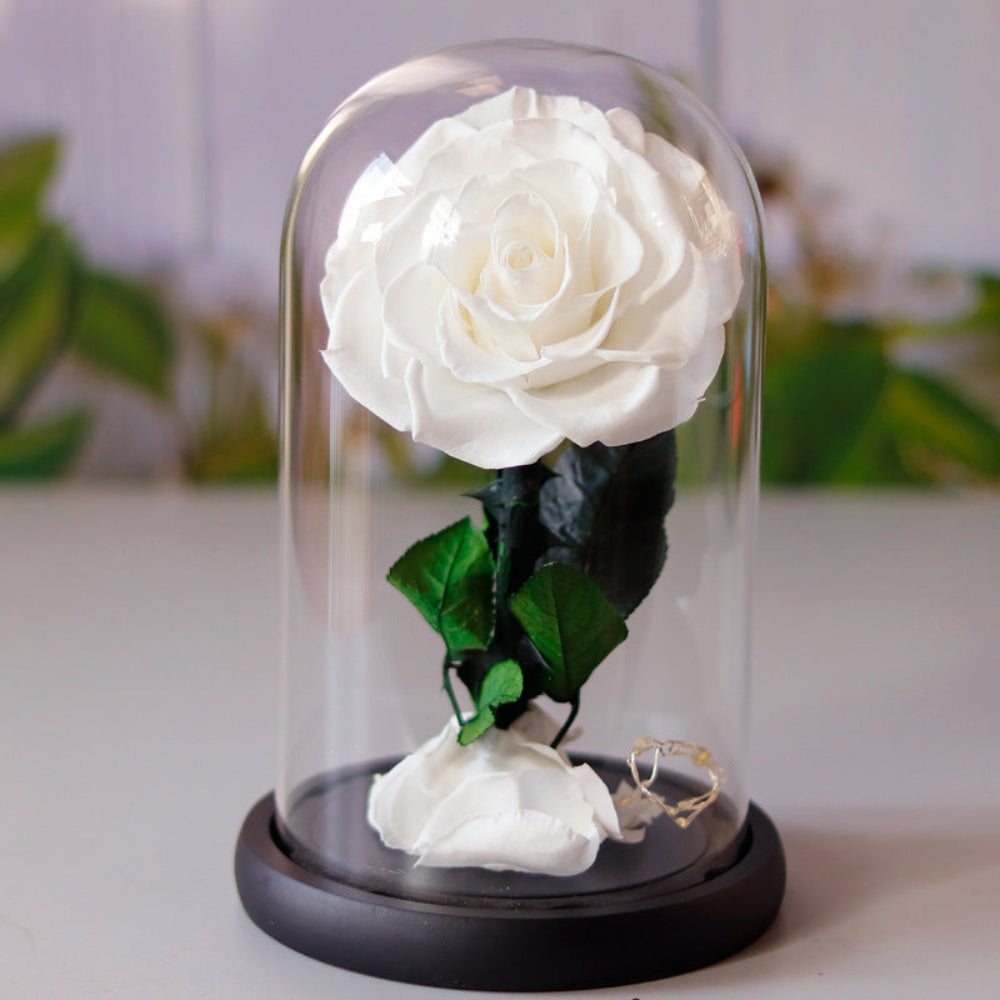 Small everlasting rose dome in white, front view