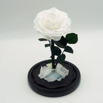 Small everlasting rose dome in white, angled or detail view