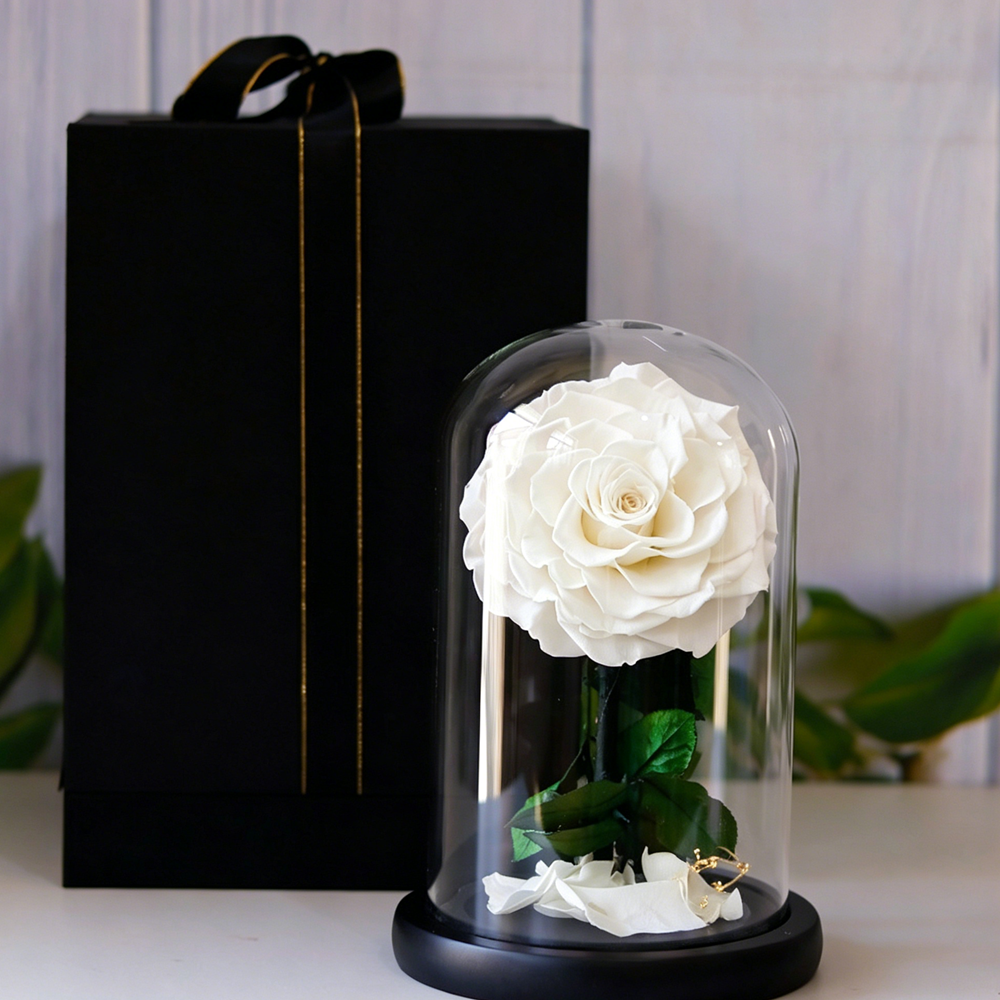 Small everlasting rose dome in white, front view